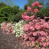 Azalea Mollis 'Jolie Madame'