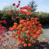 Azalea mollis 'Gibraltar'