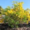 Azalea mollis 'Gold Topas'