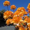Azalea mollis 'Golden Flare '