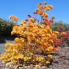 Azalea mollis 'Golden Flare '