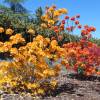 Azalea mollis 'Golden Flare '