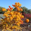 Azalea mollis 'Golden Flare '