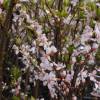 Sebe florida J�lia