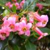 Sebe florida J�lia