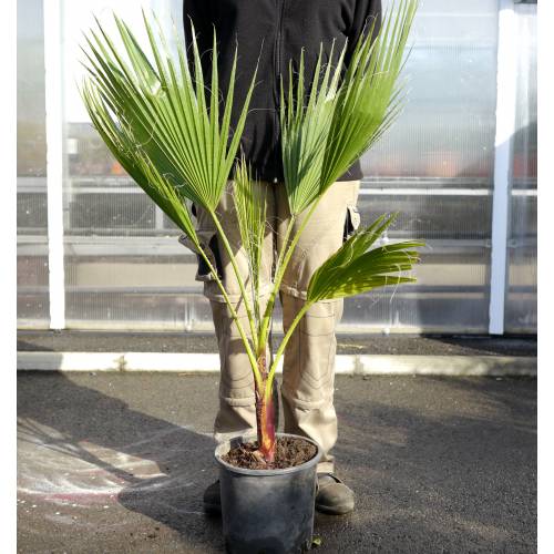 Palmeira do México  venda Palmeira do México / Washingtonia robusta