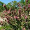 Weigelia 'Bristol Ruby'