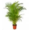 Palmeira Areca