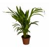 Palmeira Areca