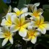 Plumeria branco