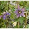 Passiflora 'Perfume Passion'