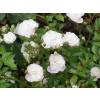 Roseira paisagstica branca 'White Fairy'