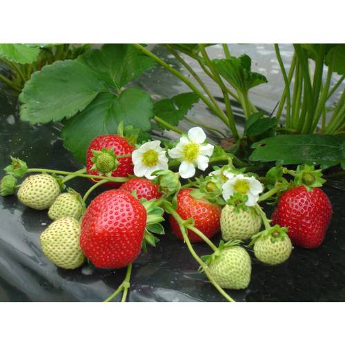 Morangueiro 'Maestro'