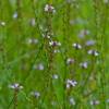 Verbena
