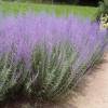 Perovskia 'Blue spire'