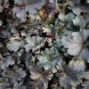 Heuchera 'Black beauty'