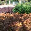 Heuchera 'Caramel'