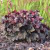 Heuchera 'Midnight rose'