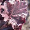 Heuchera 'Midnight rose'