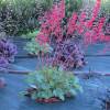 Heuchera 'Pluie de feu'