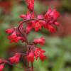 Heuchera 'Pluie de feu'