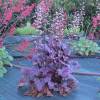 Heuchera 'Plum royale'