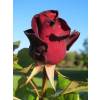 Roseira 'Black Baccara'