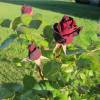 Roseira 'Black Baccara'