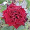 Roseira 'Black Baccara'