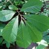 Asimina trilobada Paw paw