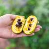 Asimina trilobada Paw paw