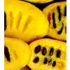 Asimina trilobada Paw paw