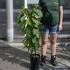 Asimina trilobada Paw paw