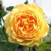 Roseira 'Golden Celebration'