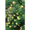 Roseira 'Golden Celebration'