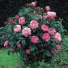 Roseira 'Mary Rose'