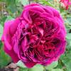 Roseira 'William Shakespeare 2000'