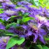 Clematite 'Multi Blue'