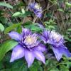 Clematite 'Multi Blue'