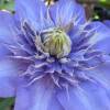 Clematite 'Multi Blue'