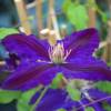 Clematite 'Black Tea'