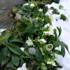 Rosa de Natal 'White lady spotted'