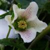 Rosa de Natal 'White lady spotted'