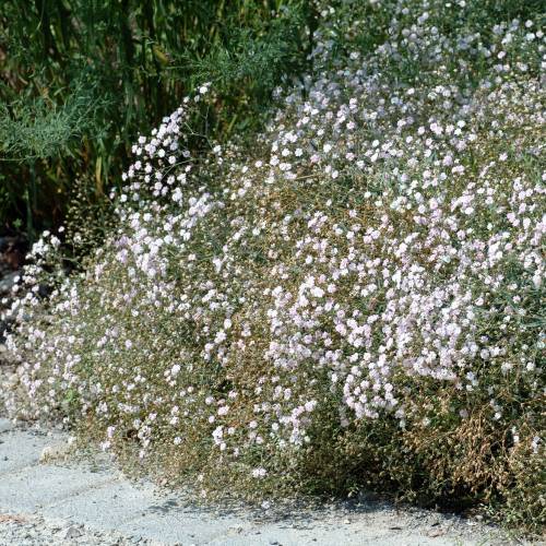 Gipsofila rastejante : venda Gipsofila rastejante / Gypsophila repens