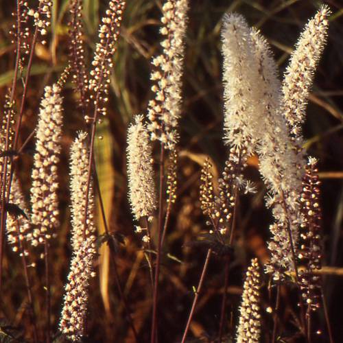 Erva-de-São-Cristóvão 'Atropurpurea' : venda Erva-de-São-Cristóvão ...