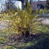 Forsythia suspensa