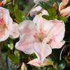 Az�lea japonesa 'Sir Robert'