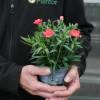 Cravo rosa salm�o