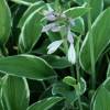 Hosta 'Francee'