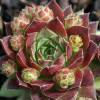 Barba de Jpiter sempervivum, Houseleek